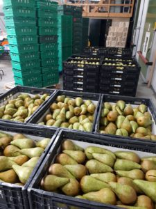 gesorteerde Conference Fruitbedrijf fruitteelt Mts C.W. van Ossenbruggen Ingen