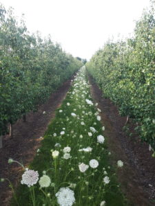 Fruitbedrijf fruitteelt Mts C.W. van Ossenbruggen Ingen