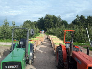 oogst Fruitbedrijf fruitteelt Mts C.W. van Ossenbruggen Ingen