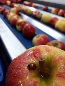 sortering Fruitbedrijf fruitteelt Mts C.W. van Ossenbruggen Ingen