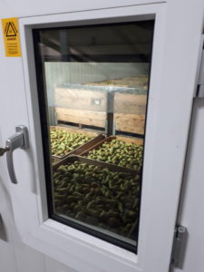 peren in koelcel Fruitbedrijf fruitteelt Mts C.W. van Ossenbruggen Ingen