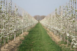 bloesem Fruitbedrijf fruitteelt Mts C.W. van Ossenbruggen Ingen