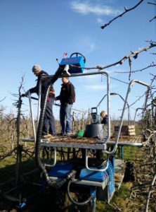 Fruitbedrijf fruitteelt Mts C.W. van Ossenbruggen Ingen