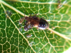 roofwants met larven Fruitbedrijf fruitteelt Mts C.W. van Ossenbruggen Ingen