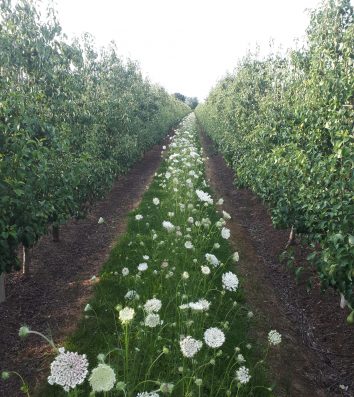 Fruitbedrijf fruitteelt Mts C.W. van Ossenbruggen Ingen